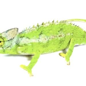 Buy Antimena Chameleon Online
