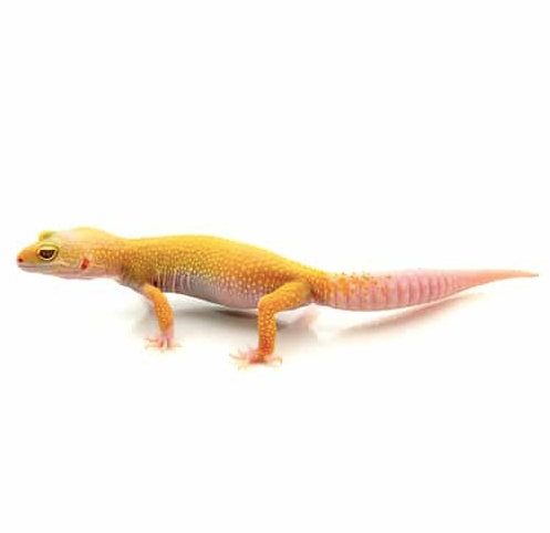 Albino Leopard Gecko for Sale