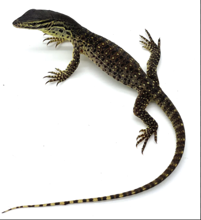 Baby Argus Monitor for Sale