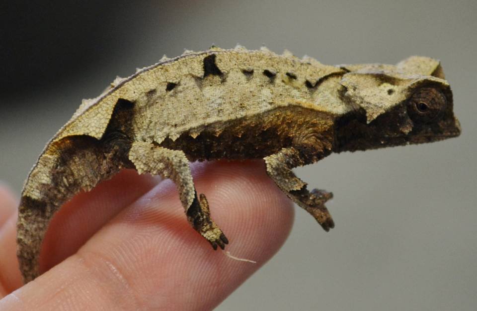 Brookesia Brygooi