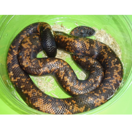Calabar Python for Sale