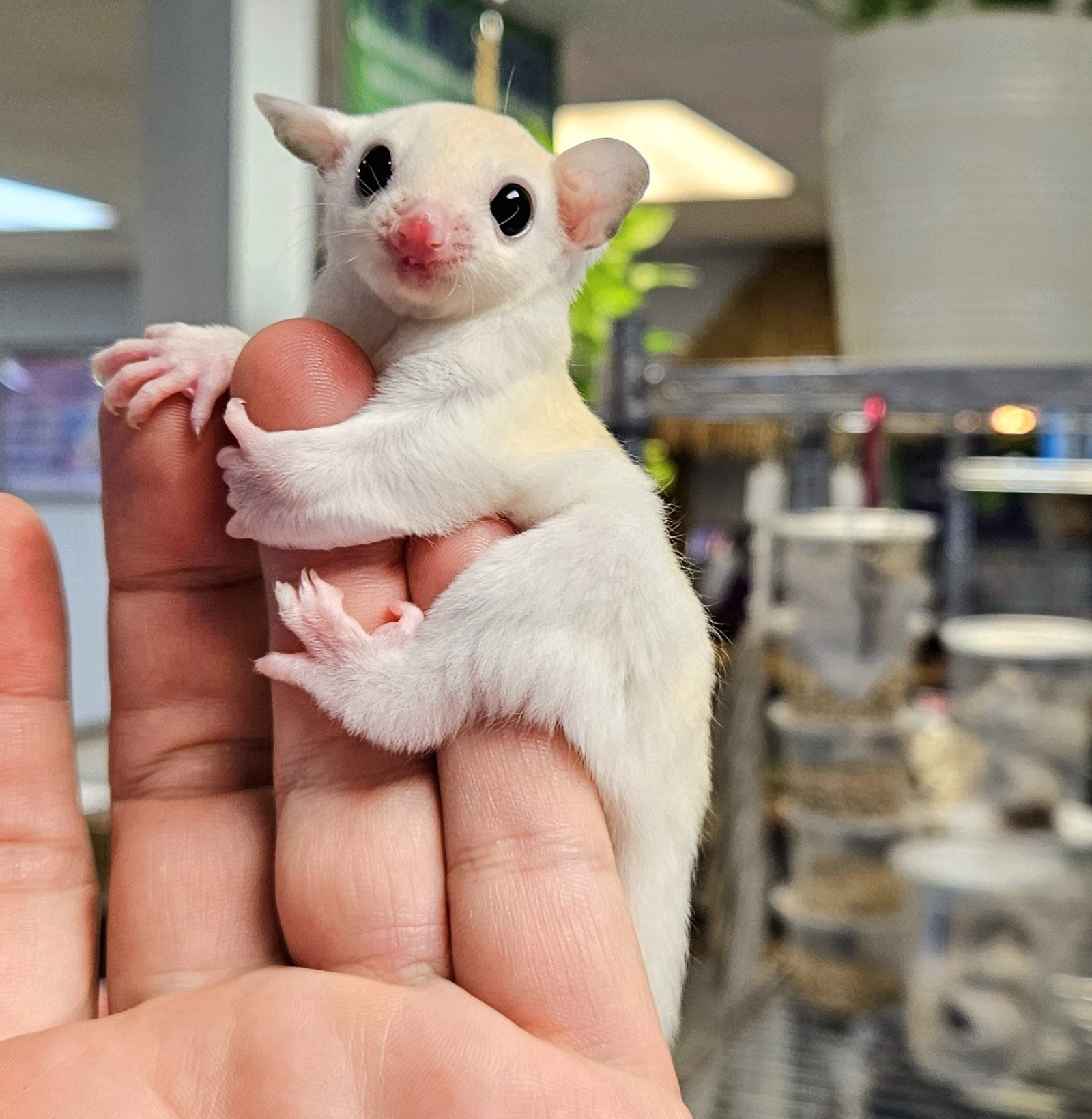 Buy Leucistic Sugar Gliders Online