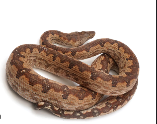 Solomon Island Ground Boa for Sale