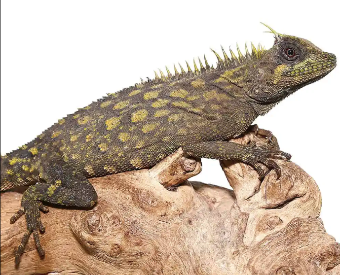 Bintang Horned Tree Dragon For Sale