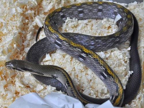 Black Copper Ratsnake For Sale