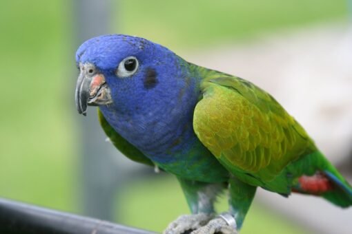 Blue Headed Pionus For Sale