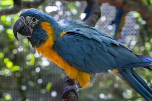 Blue Throated Macaw For Sale
