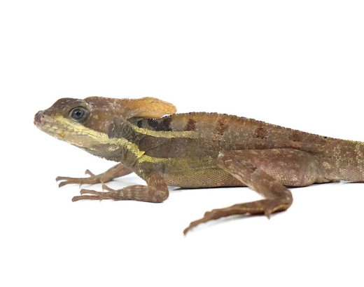 Brown Basilisk for Sale