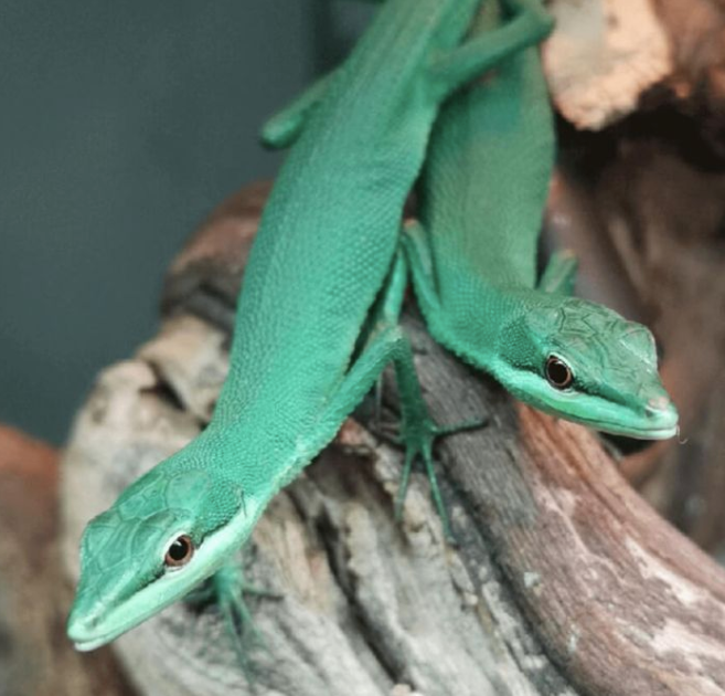 Emerald Grass Lizard For Sale