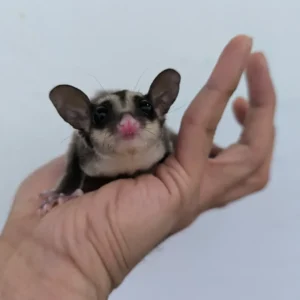 Cot  Male Sugar Glider