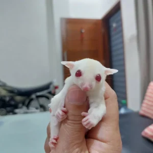 Kia Sugar Glider