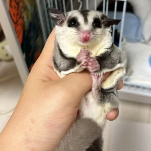 Kitty sugar gliders