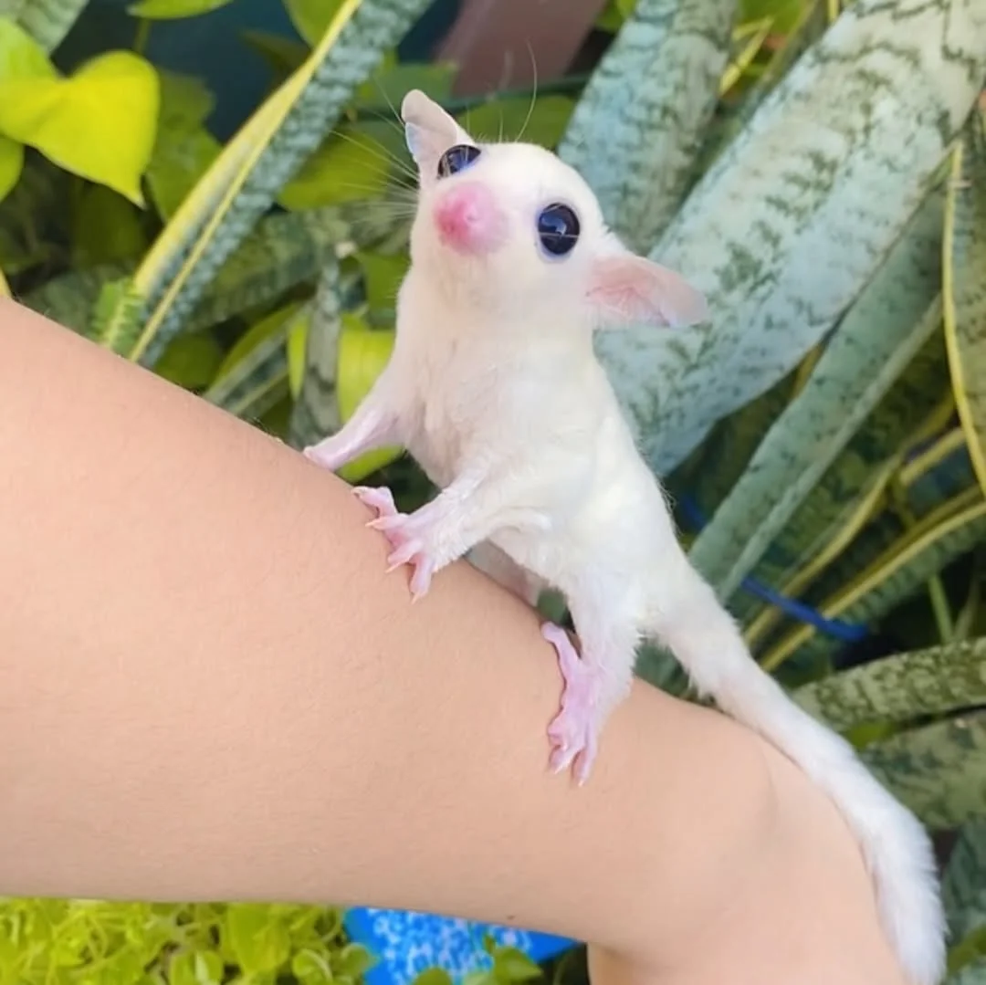 Minnie Leucistic Sugar Glider