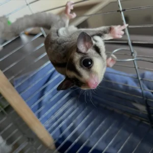 Peace sugar gliders