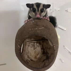 Scatch sugar gliders