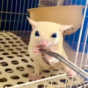 Slayer – Female Leucistic Sugar Glider