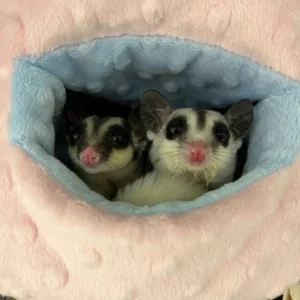 Stack & Lace sugar gliders