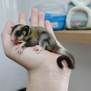 Stem sugar gliders