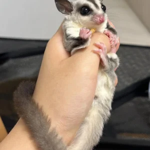 Stitch sugar gliders
